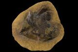 Cretaceous Fossil Leaf (Viburnum) - Kansas #136444-1